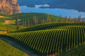 Okanagan Valley 2022: A unique vintage in British Columbia