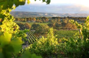 Rootstock revolution: Enhancing pest resistance and grape quality