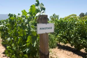 100 years of Pinotage: South Africa’s homegrown grape comes good