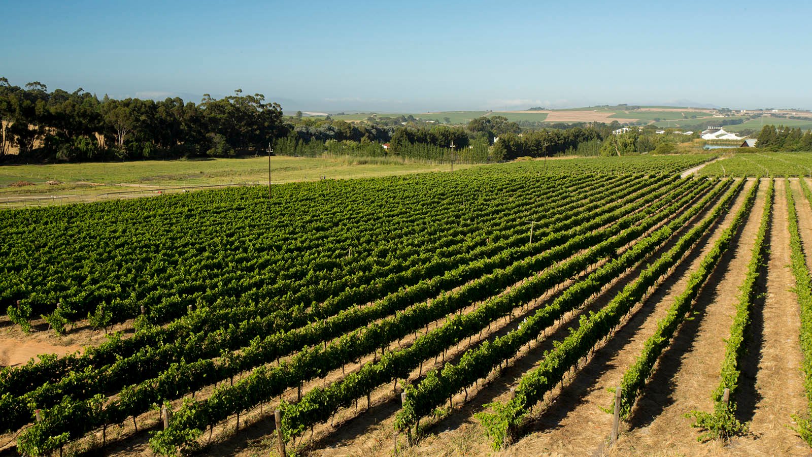 Optimising Vineyards for a Successful Flowering Season