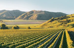 New Zealand Pinot Noir: Vintage report and 40 new releases rated