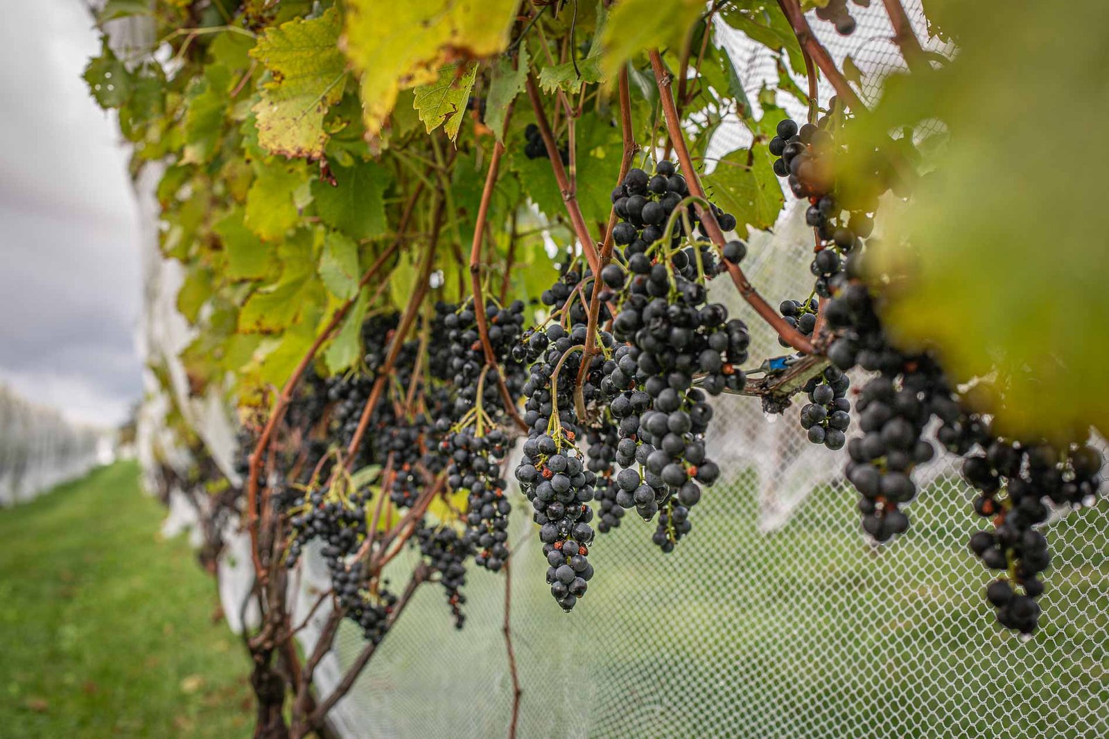 Marquette Harvest leads to First Estate Red