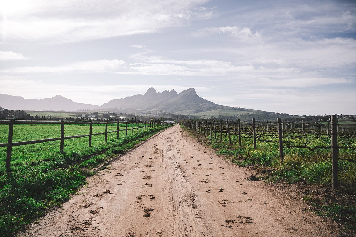 Nurturing the Vineyards: Mastering Soil and Pest Management