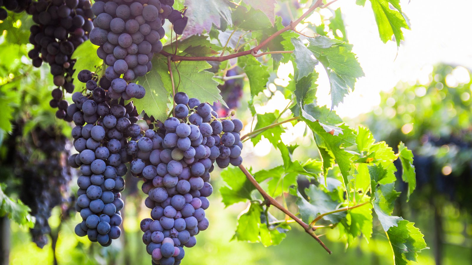 We Asked 13 Sommeliers: Which Merlot Offers the Best Bang for Your Buck?