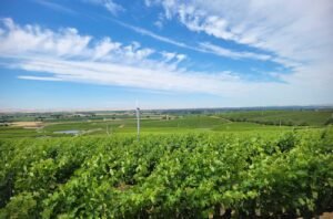 Columbia Valley 2021 vintage report: Top wines under $50