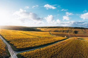 Chablis wineries see ‘crazy’ climate and small 2024 harvest 