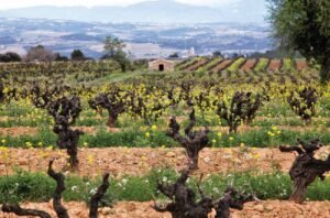 DO Penedès: Looking at the past to build the future