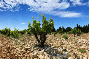 <div>Rasteau, Cairanne & Vinsobres 2023: Report and top-scoring wines</div>