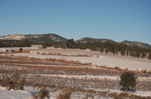 Bodegas Iranzo – Of nature and man