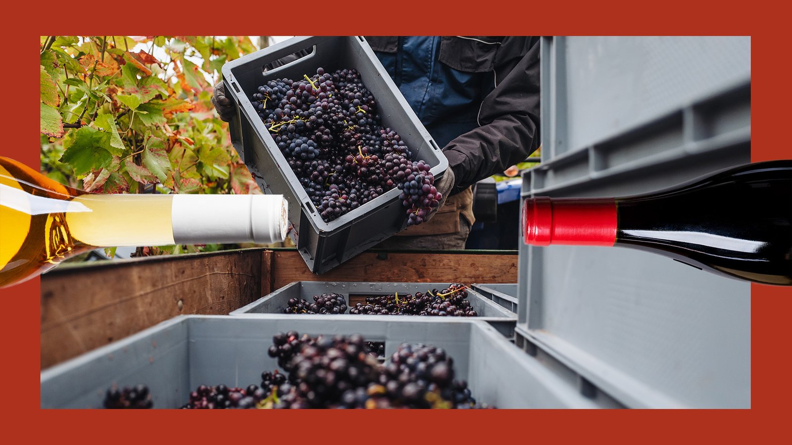 11 of the Best Pinot Noirs From Germany