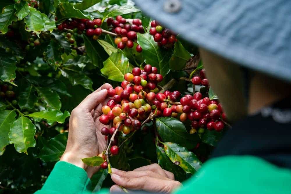 Kiamugumo  Mjøsen Kaffe