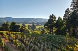 Anderson Valley Pinot Noir: A look at the 2021 vintage