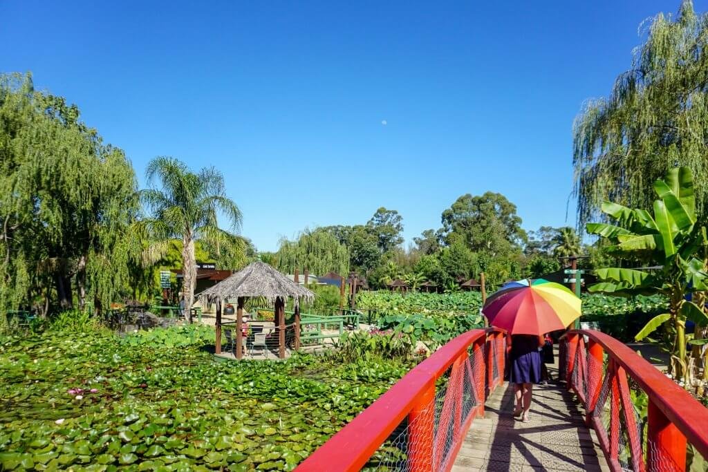 See Giant Lilies at Blue Lotus Water Garden, Yarra Junction