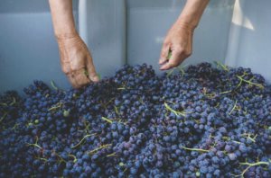 <div>Syrah & Shiraz: 25 of the best from the southern hemisphere</div>