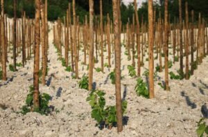 Crozes-Hermitage 2023: Report and top-scoring wines