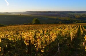 2023 Chablis Vintage Report on Decanter Premium