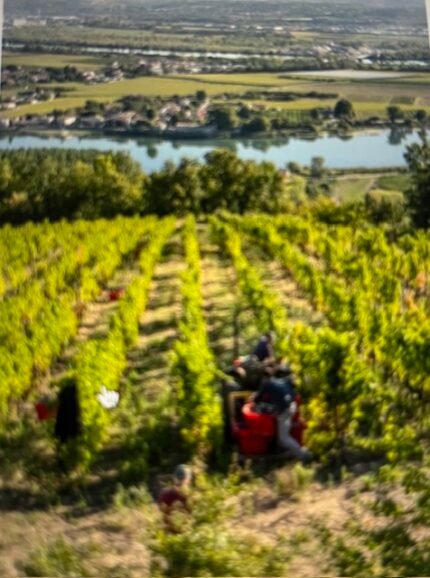 Discovering the Elegance of Saint-Joseph: A Northern Rhône Gem