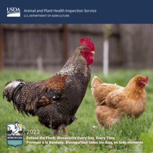 🐓Free 2025 USDA Defend the Flock Wall Calendar