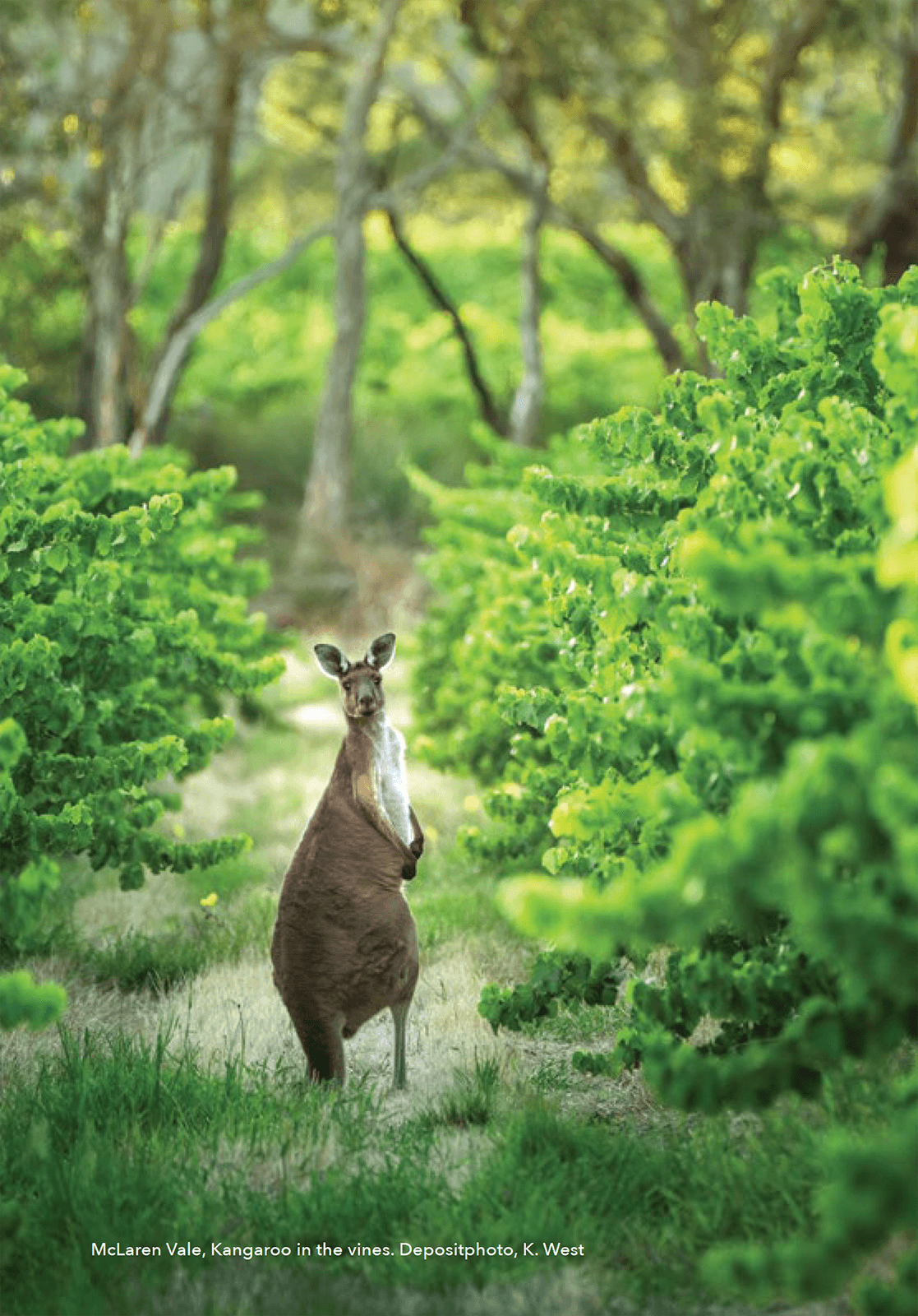 South Australia Wine Guide 2025 (PDF): A Comprehensive Look at One of the World’s Best Wine Regions – and It’s Free!