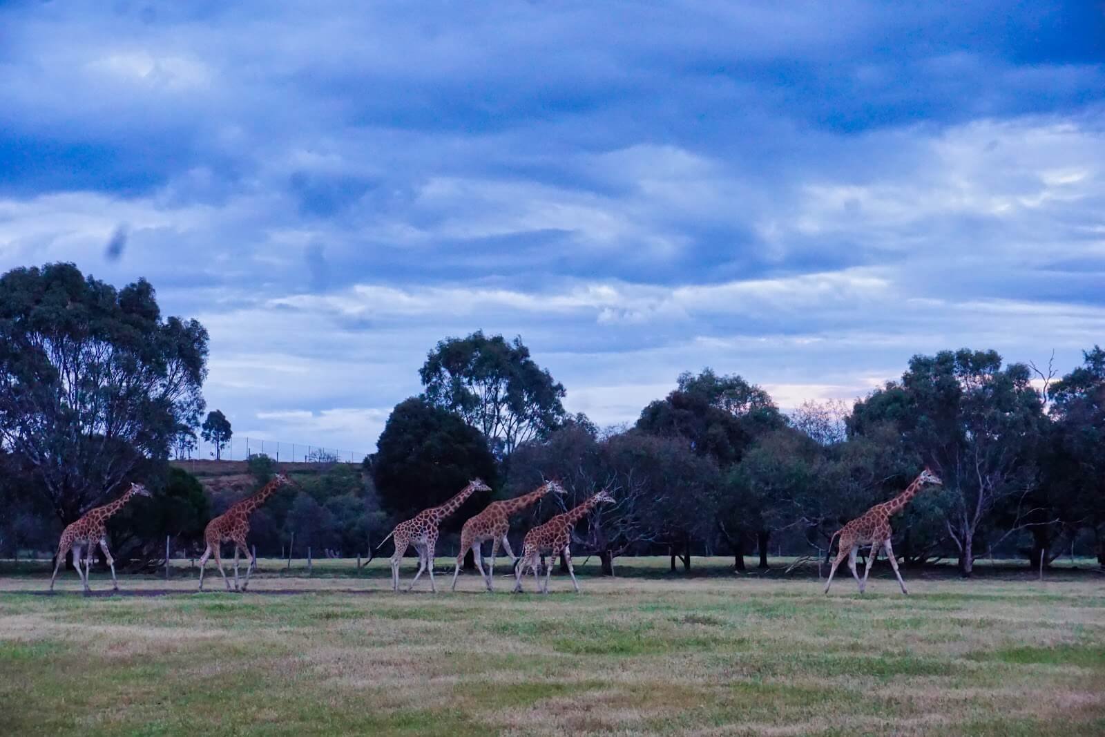 Werribee Zoo Sunset Safari: Enjoy Exclusive After-Hours Access