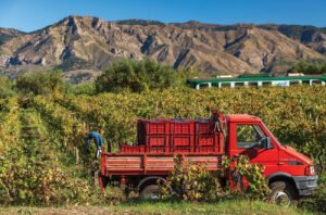 Searching for the soul of Nerello Mascalese