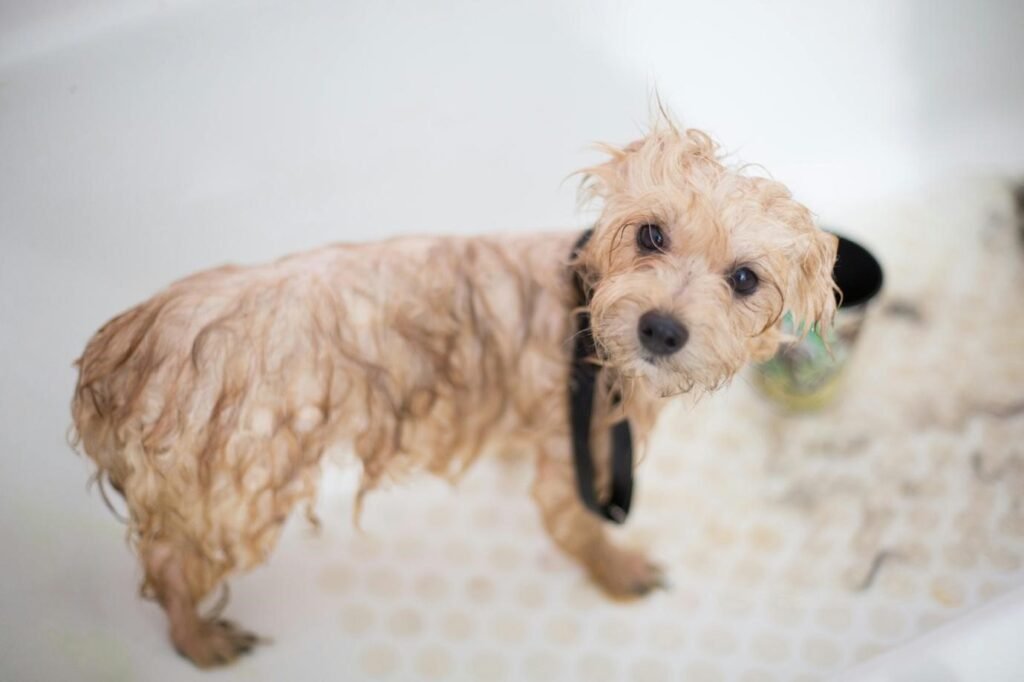 The Ultimate At-Home Grooming Guide; Winter Walkies Washdown